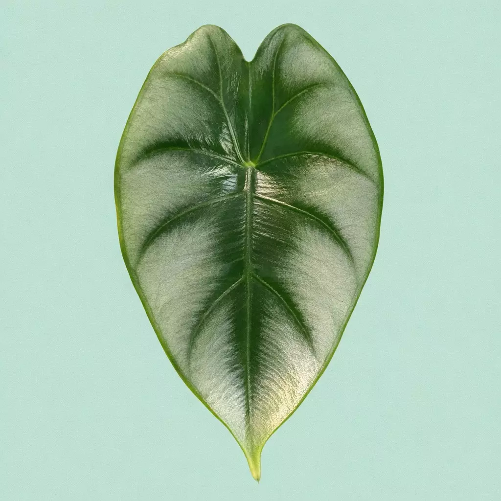 plant/Reversa CORM-0