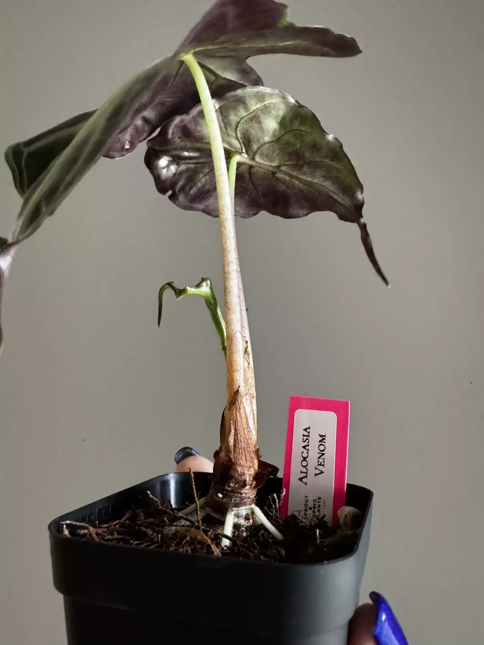 plant/Alocasia Venom 3"-2