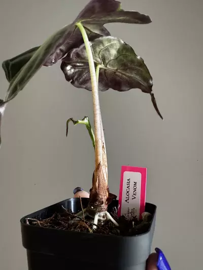 plant/Alocasia Venom 3"-2-thumbnail