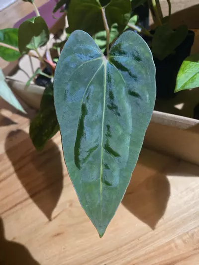 plant/RG Dressleri x Dorito Port-4-thumbnail