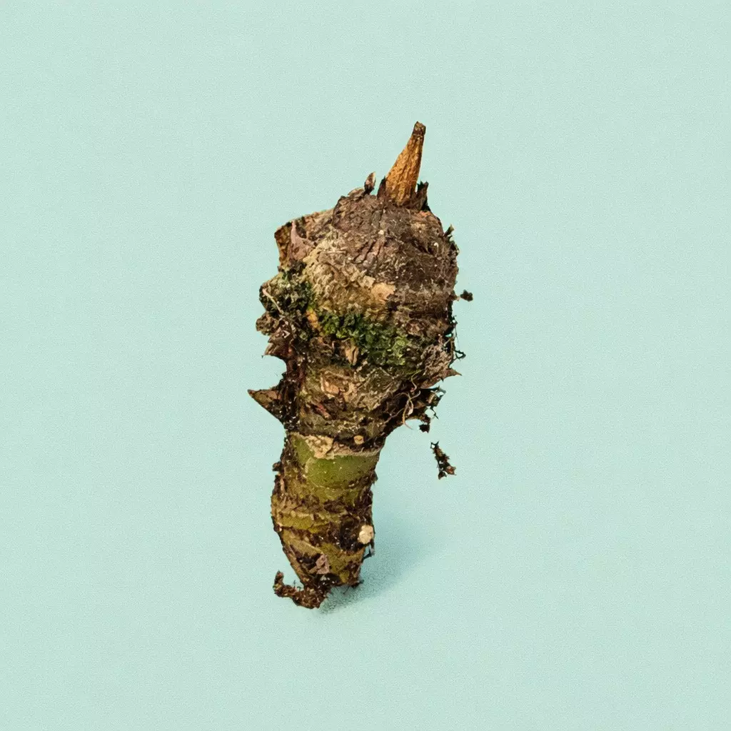 plant/Balloon heart corm/rhizome-1