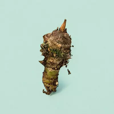 plant/Balloon heart corm/rhizome-1-thumbnail