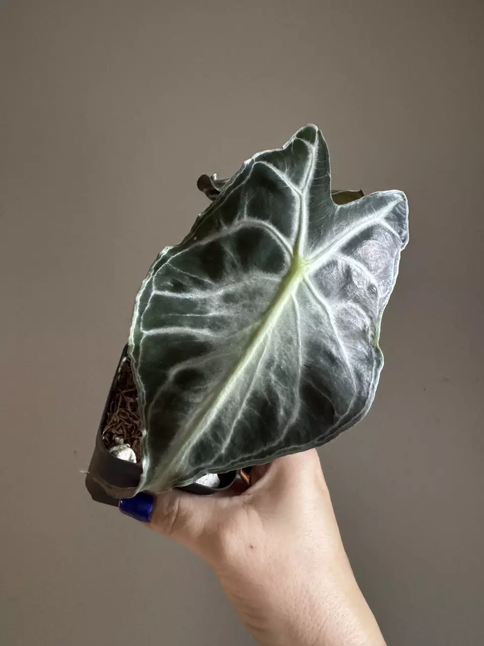 plant/Alocasia Venom 3"-1