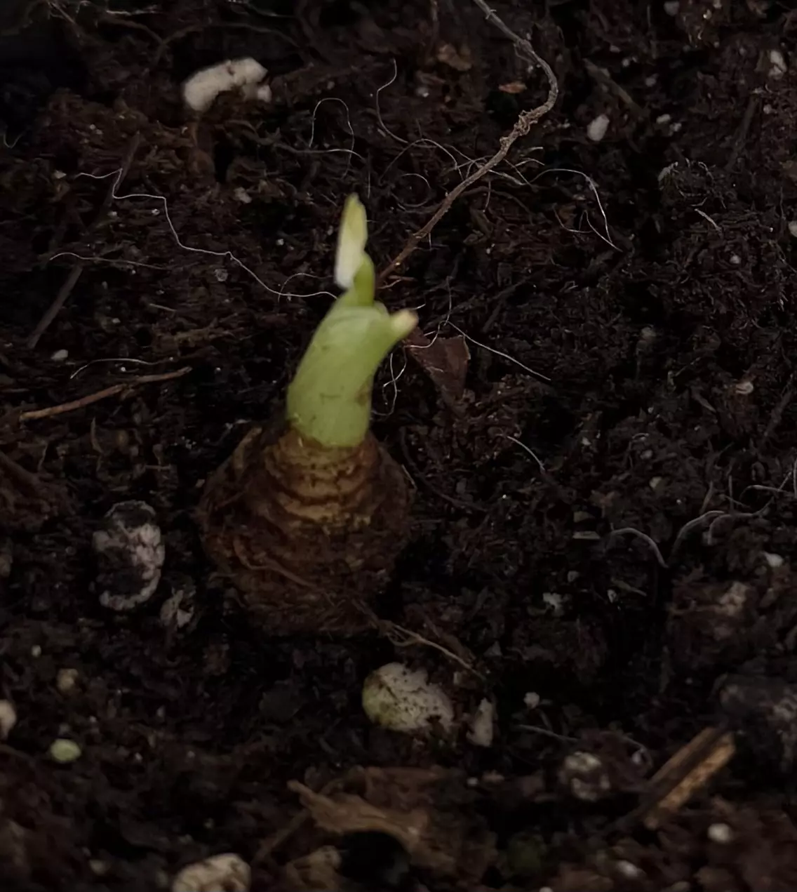 plant/Albo / Gog alocasia chai-2