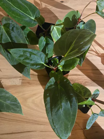 plant/RG Dressleri x Dorito Port-5-thumbnail