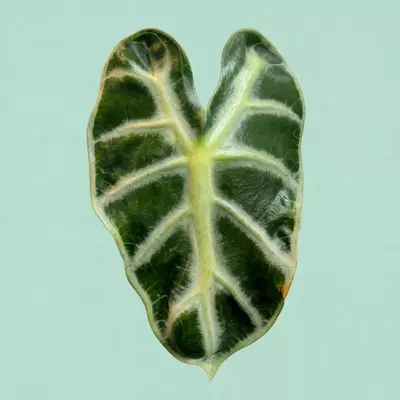 plant/Balloon heart CORM-0-thumbnail