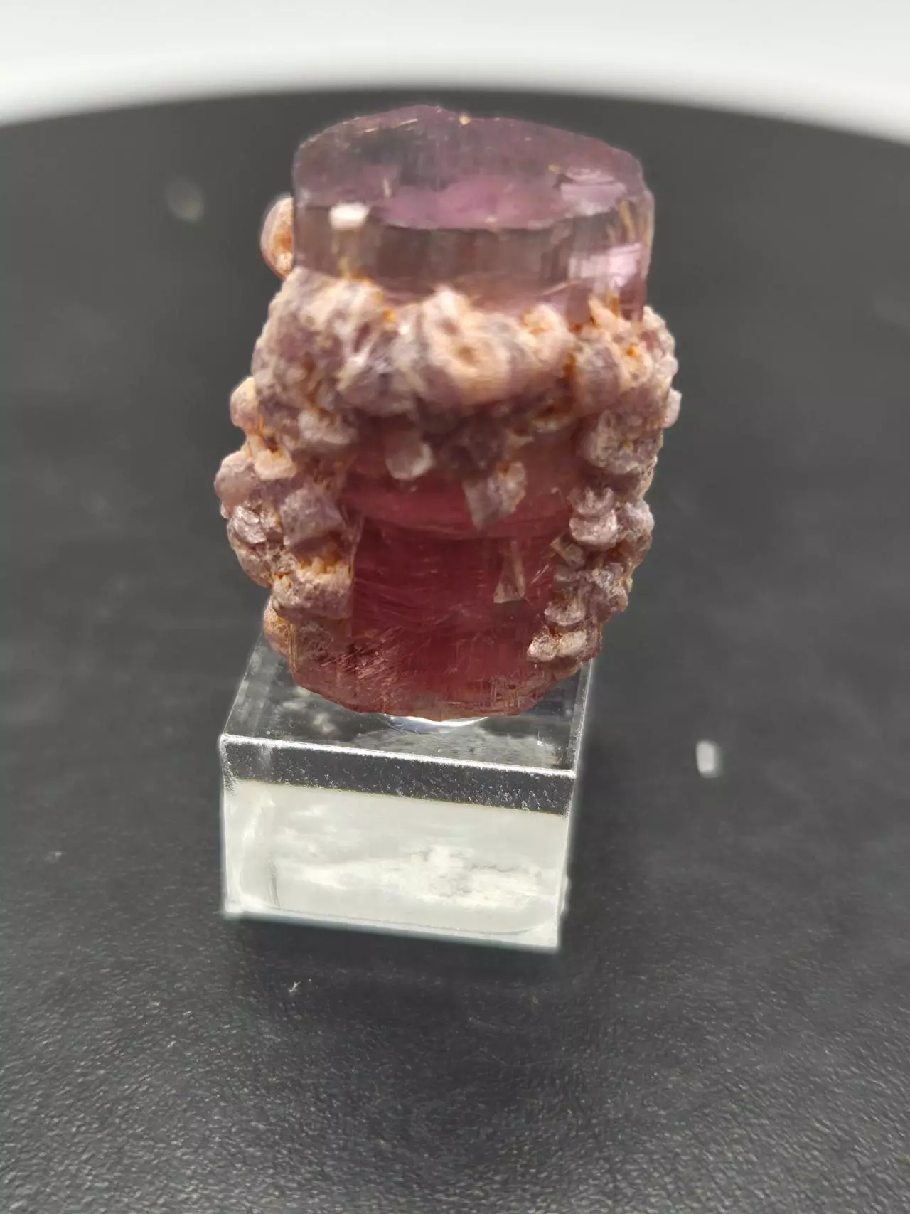 plant/Tourmaline with Lepidolite - Aricanga - Brazil-0