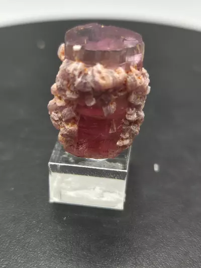 plant/Tourmaline with Lepidolite - Aricanga - Brazil-0-thumbnail