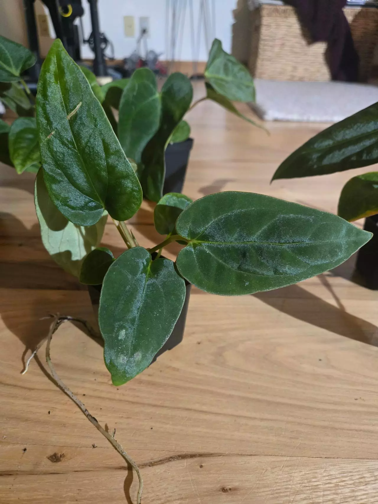 plant/RG Dressleri x Dorito Port-0