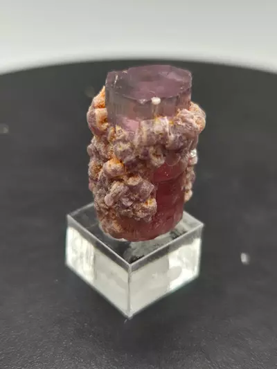 plant/Tourmaline with Lepidolite - Aricanga - Brazil-1-thumbnail