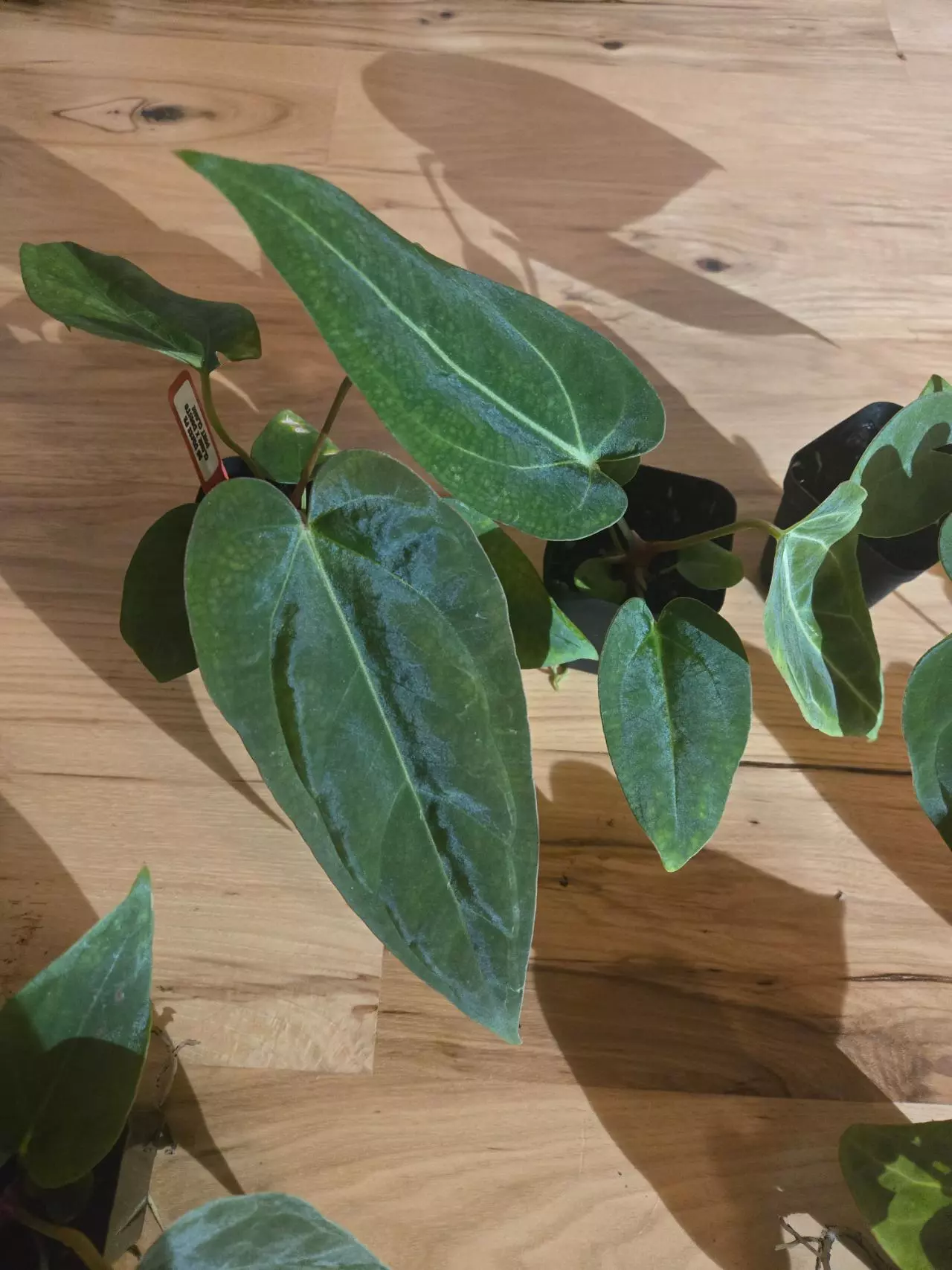 plant/RG Dressleri x Dorito Port-1