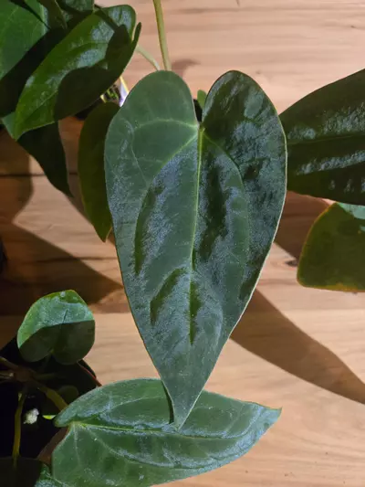 plant/RG Dressleri x Dorito Port-3-thumbnail