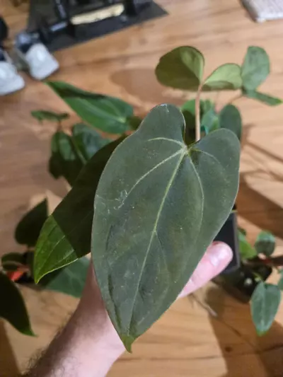 plant/RG Dressleri x Dorito Port-2-thumbnail