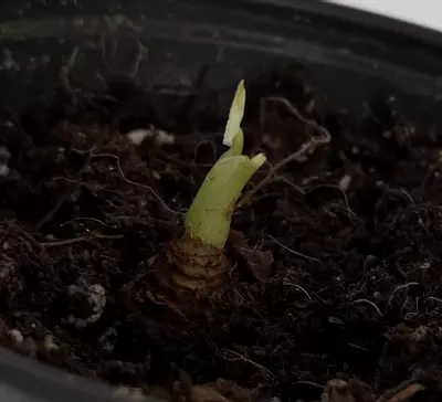 plant/Albo / Gog alocasia chai-1-thumbnail