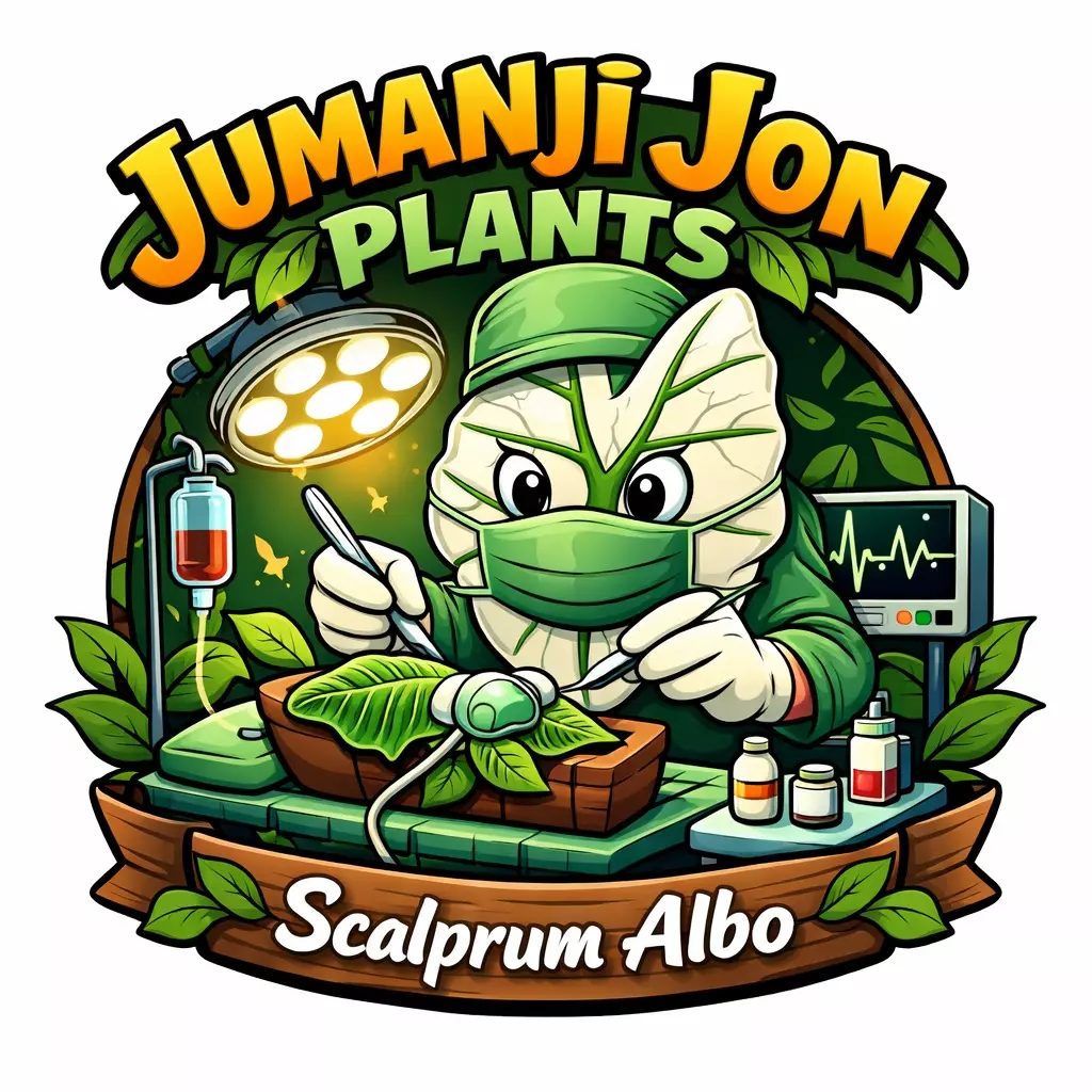 plant/Alocasia Scalprum Albo TC-0