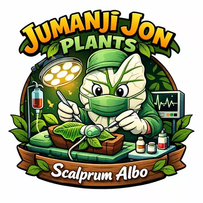 plant/Alocasia Scalprum Albo TC-0-thumbnail