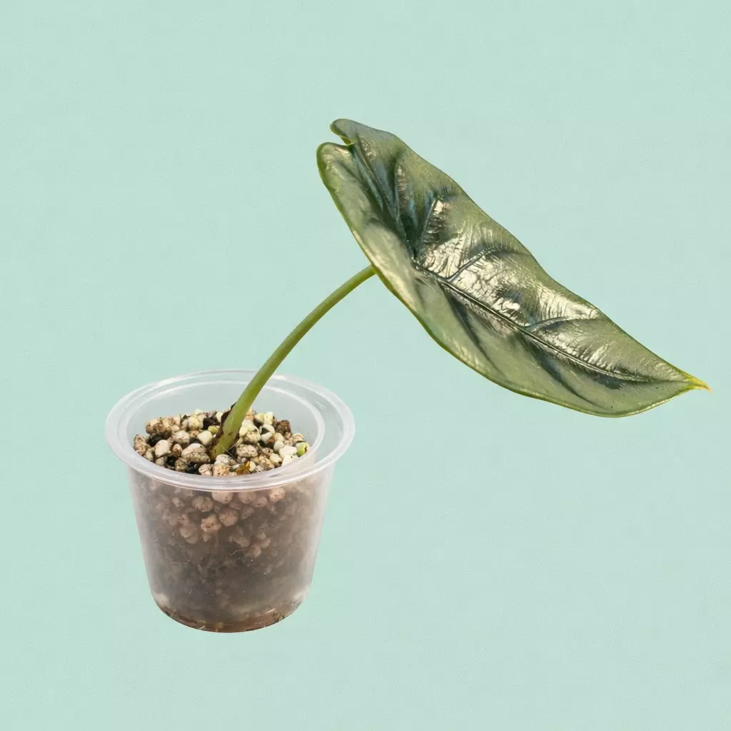 plant/Reversa Alocasia pup/offshoot-1