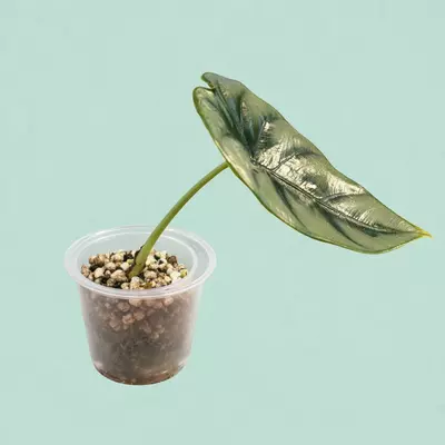 plant/Reversa Alocasia pup/offshoot-1-thumbnail