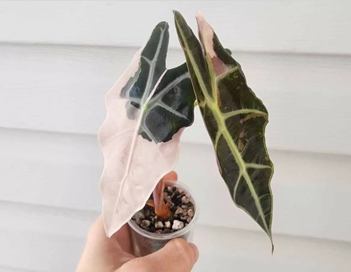 plant/#0053 True Pink Amazonica Corm-2