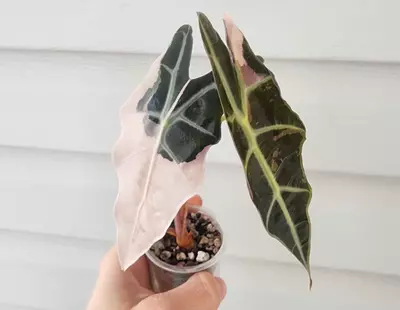 plant/#0053 True Pink Amazonica Corm-2-thumbnail