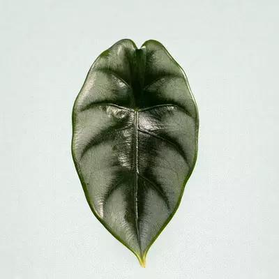 plant/Reversa Alocasia pup/offshoot-0-thumbnail