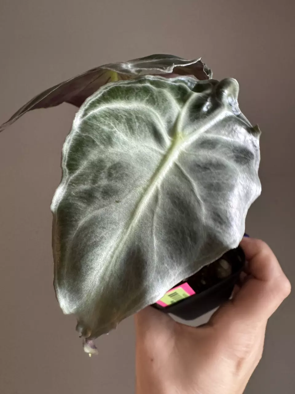 plant/Alocasia Venom 3"-0