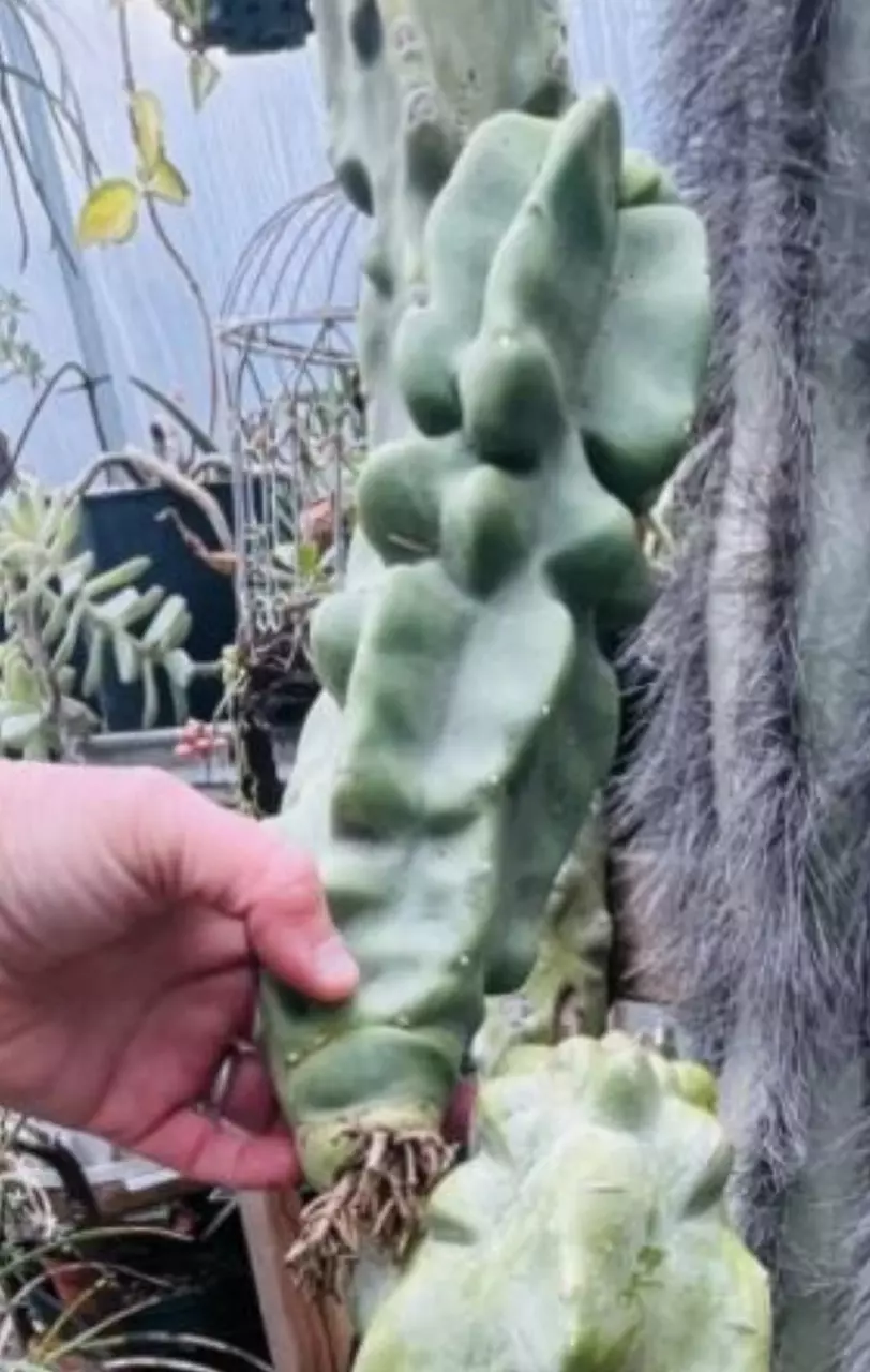 plant/Order for KaraBeth-0