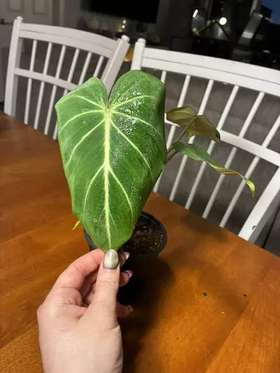 plant/Gloriosum-0-thumbnail