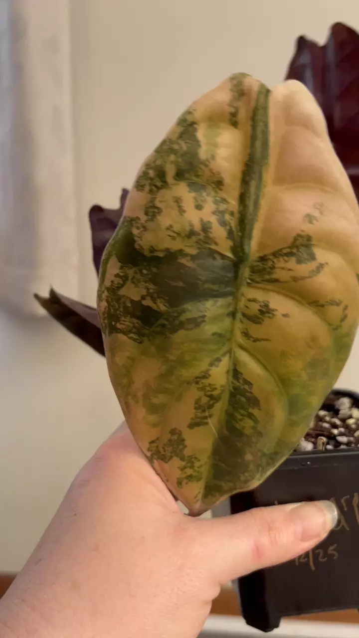 plant/Carmel Latte-1