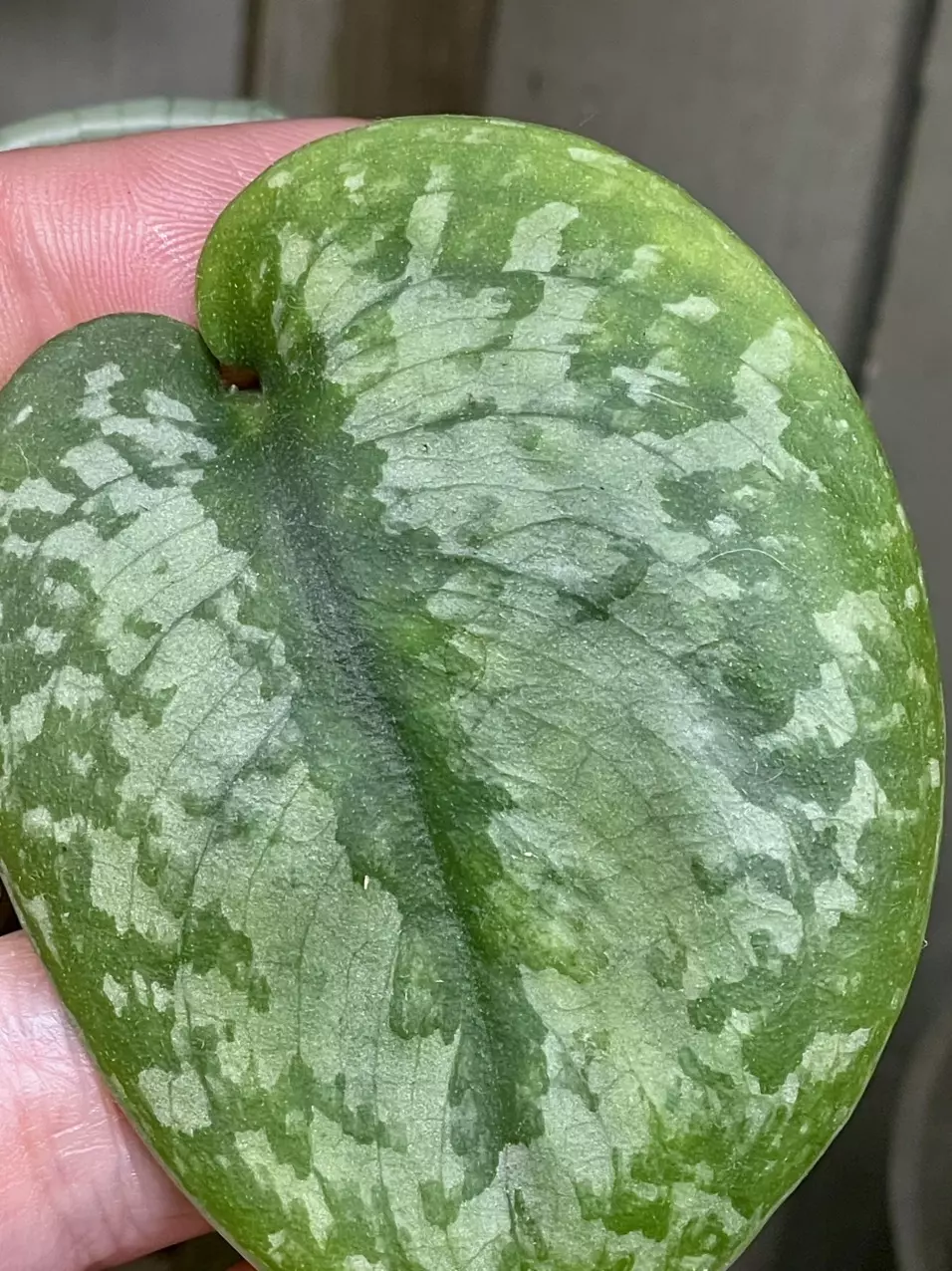 plant/Scindapsus (noid)?-0