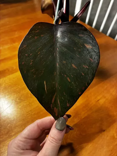 plant/Princess of Orange-4-thumbnail