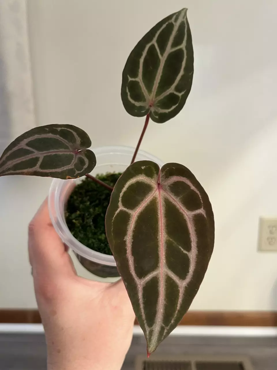 plant/Anthurium Wonderboy A-1