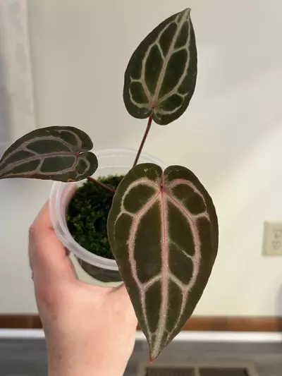 plant/Anthurium Wonderboy A-1-thumbnail