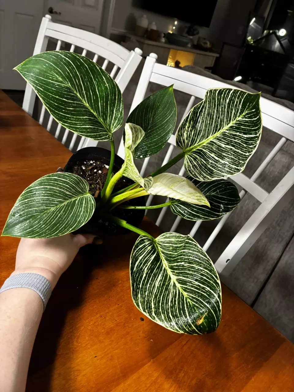 plant/Philodendron Birkan-3