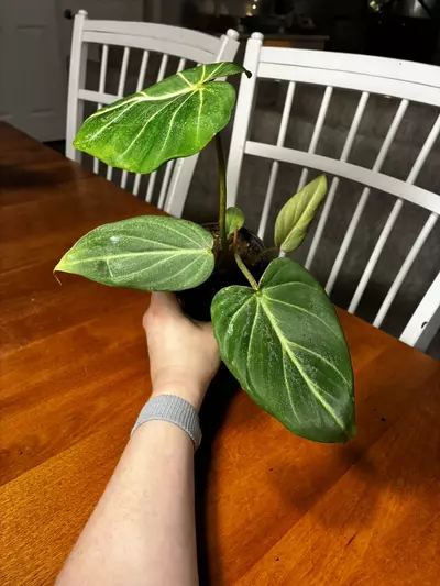 plant/Gloriosum-1-thumbnail