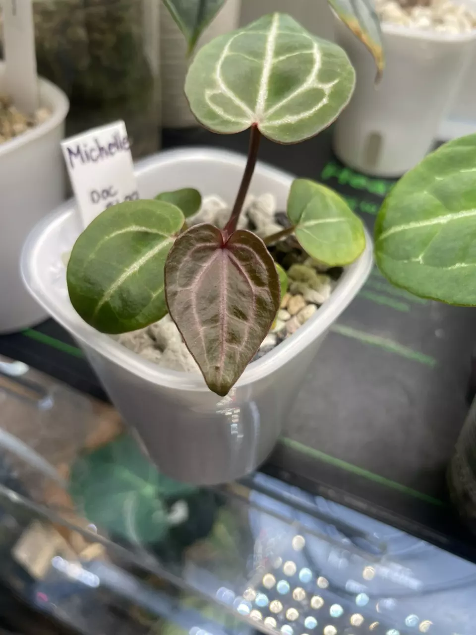 plant/(25 PACK) The Perfect Planter 3” Self-Watering-2