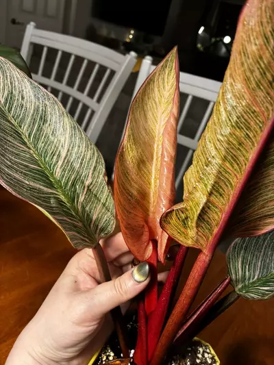 plant/Pink Birkin-4-thumbnail