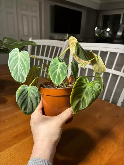 plant/El Choco-0-thumbnail