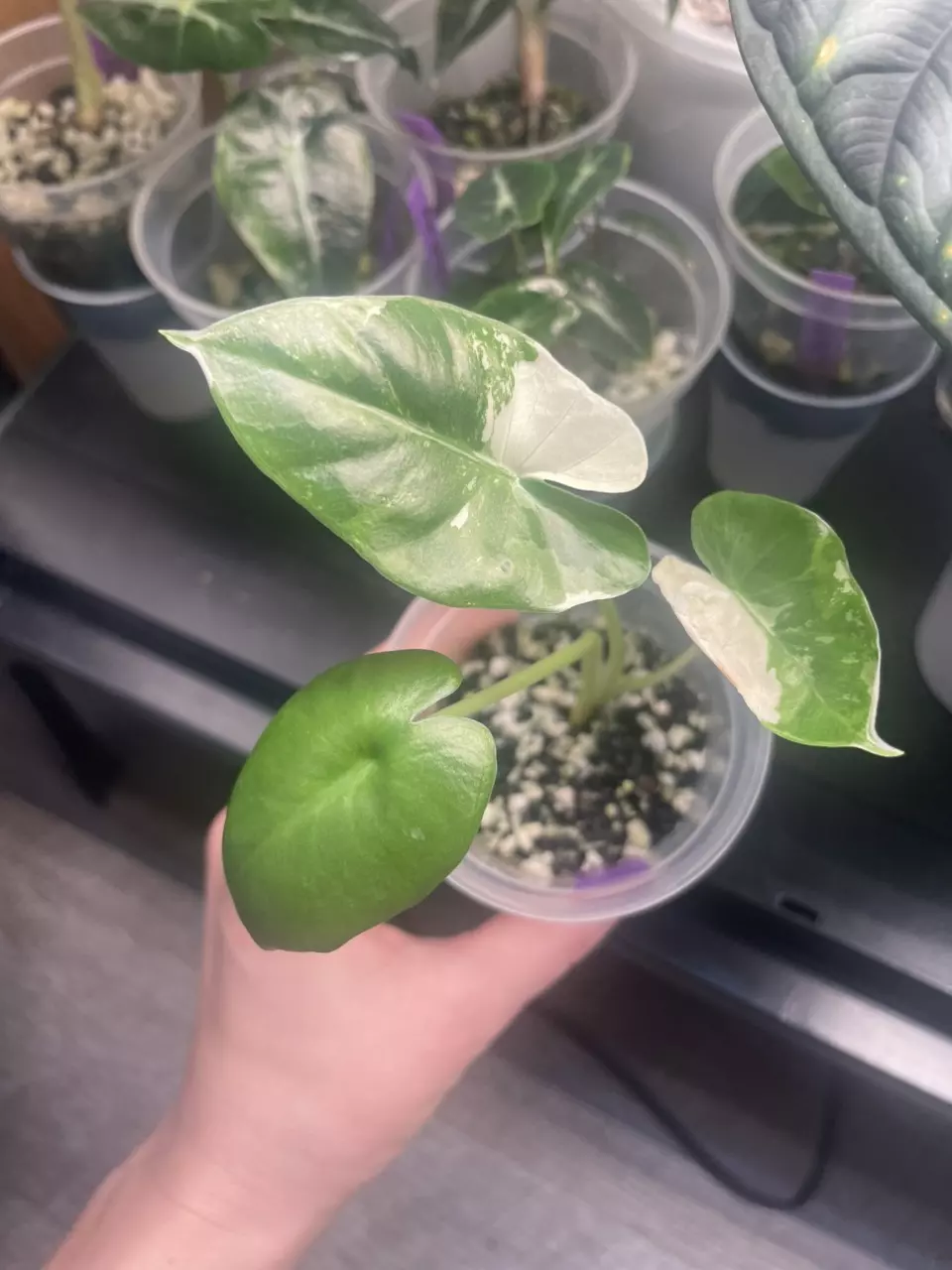 plant/Alocasia Macrorrhiza Albo-1