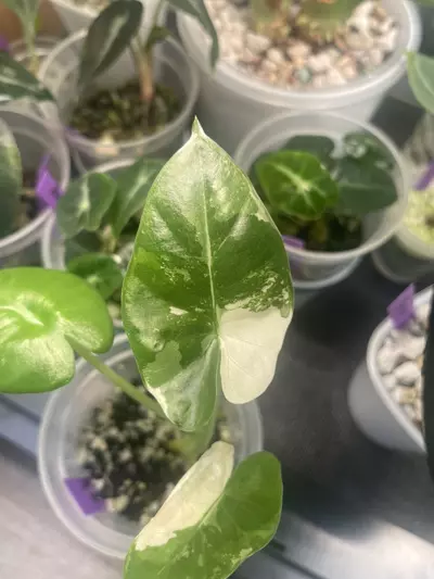 plant/Alocasia Macrorrhiza Albo-0-thumbnail