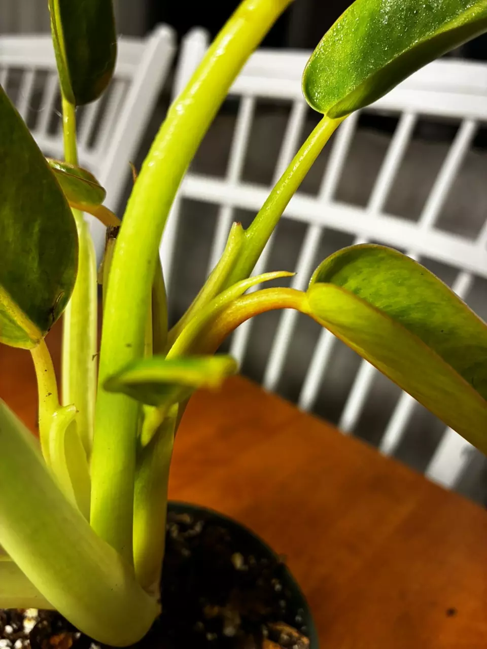 plant/Calkin’s Gold-6