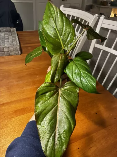 plant/Summer Glory-5-thumbnail