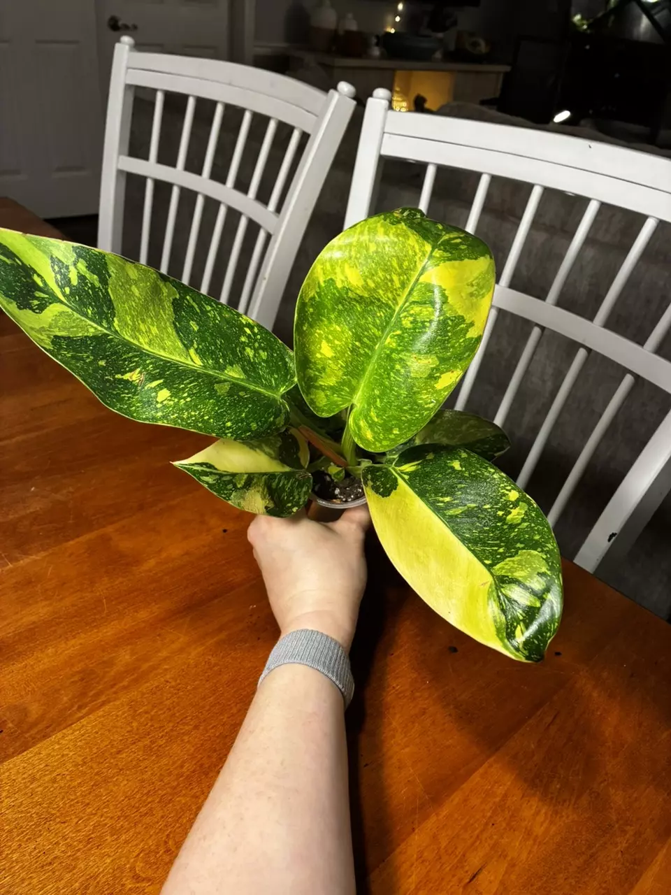 plant/Green Congo Nuclear-1