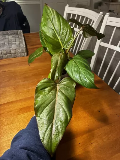 plant/Summer Glory-6-thumbnail