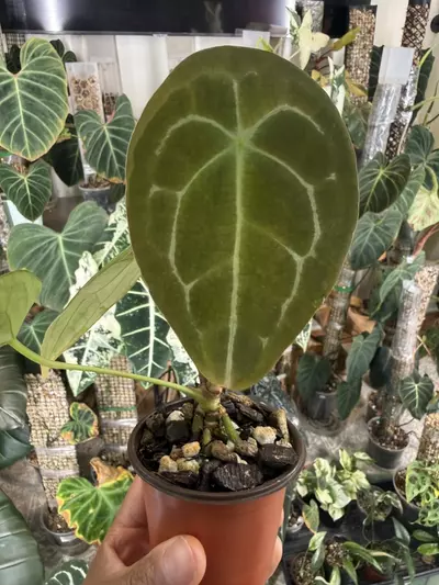 plant/Anthurium Forgetii-2-thumbnail