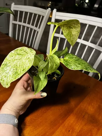 plant/Gigantum Blizzard-3-thumbnail