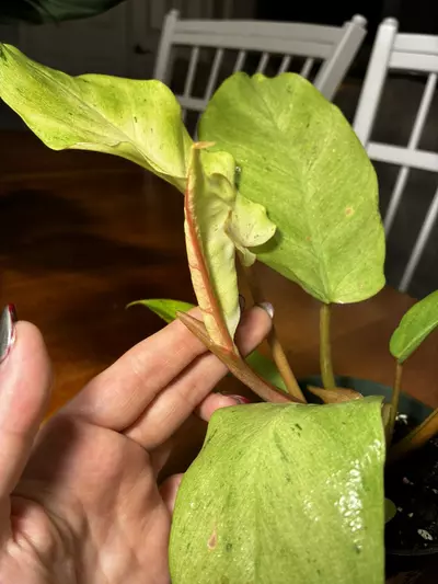 plant/Snowdrift with Sport-1-thumbnail