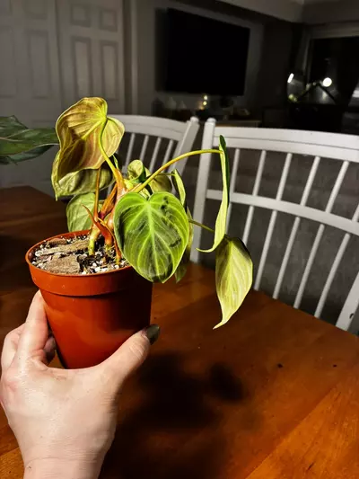 plant/El Choco-1-thumbnail