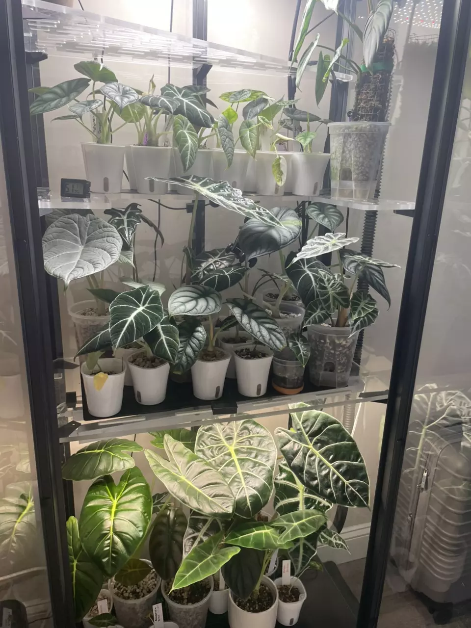 plant/(25 PACK) The Perfect Planter 3” Self-Watering-0