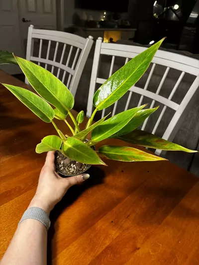 plant/Calkin’s Gold-4-thumbnail